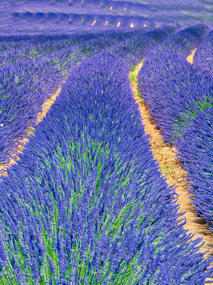 France, Provence. S-Cure pattern in the lavender art print by Terry Eggers for $57.95 CAD