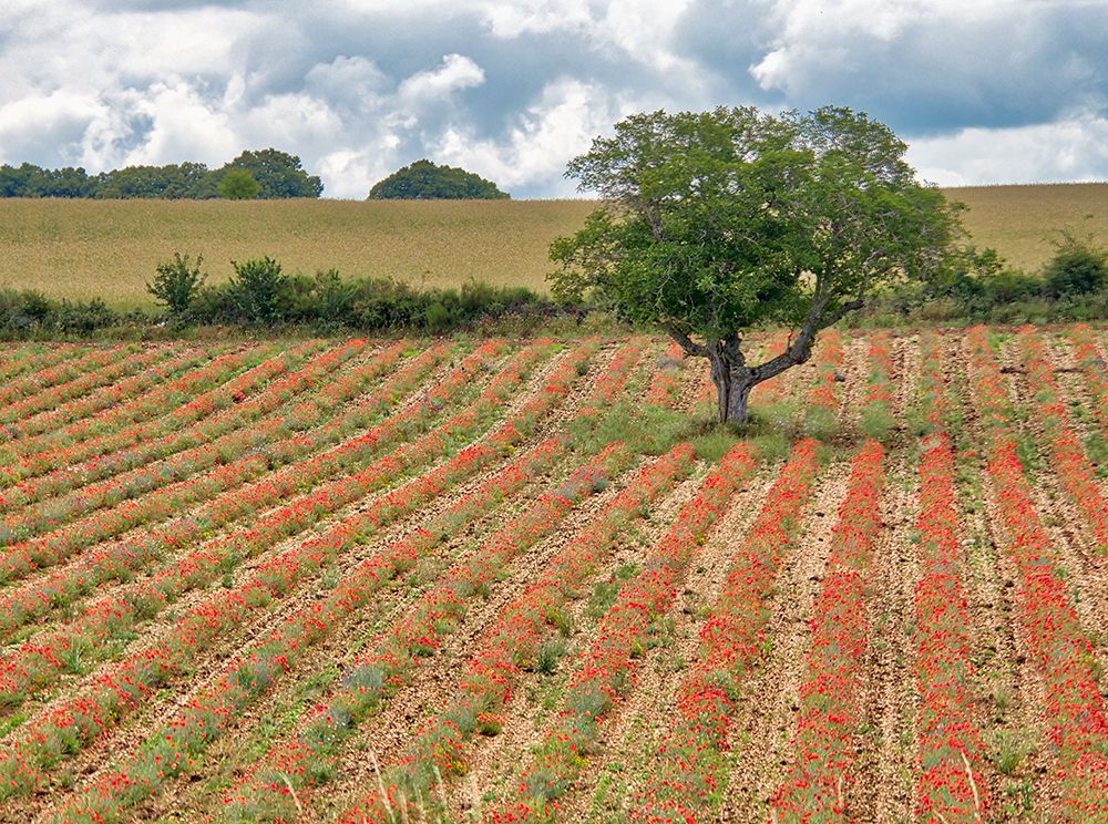 France, Provence, Sault, Lone tree and poppies art print by Terry Eggers for $57.95 CAD