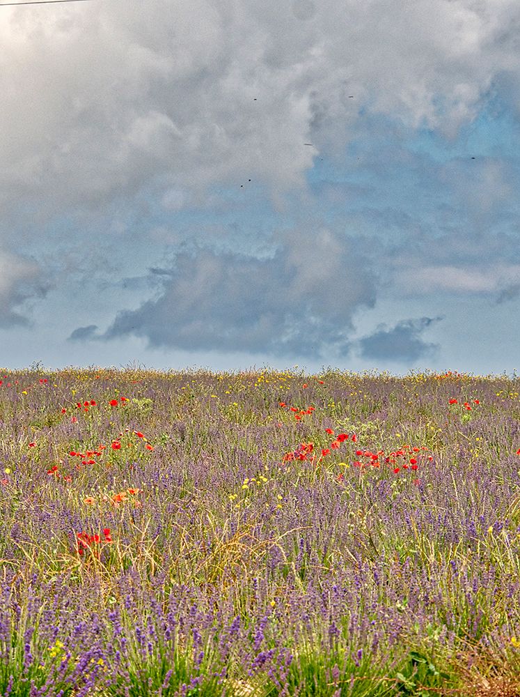 France, Provence, Sault, Hillsides of wildflowers art print by Terry Eggers for $57.95 CAD