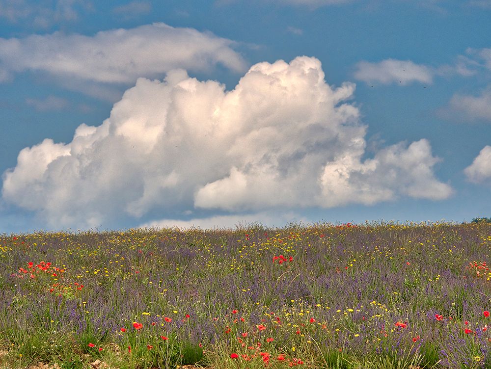 France, Provence, Sault, Hillsides of wildflowers art print by Terry Eggers for $57.95 CAD