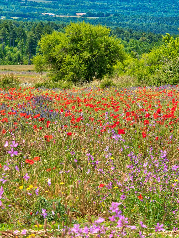 France, Provence, Sault, Lone tree and poppies art print by Terry Eggers for $57.95 CAD