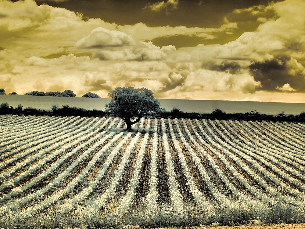 France, Provence, Sault. Lone tree and poppies. art print by Terry Eggers for $57.95 CAD