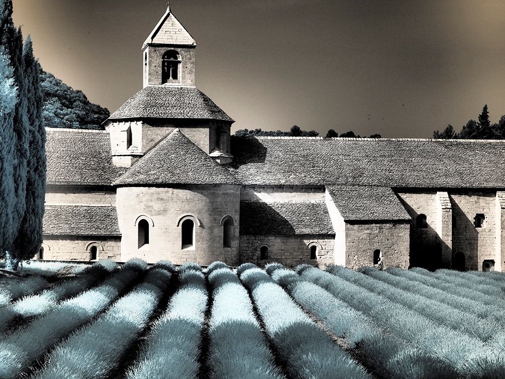France, Provence. Blooming purple lavender fields at Senanque Abbey. art print by Terry Eggers for $57.95 CAD