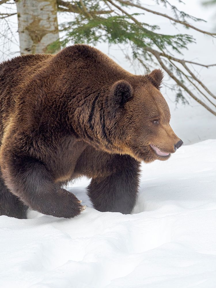 Eurasian brown bear in deep snow-During winter in National Park Bavarian Forest Germany-Bavaria art print by Martin Zwick for $57.95 CAD