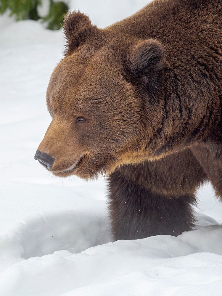 Eurasian brown bear in deep snow-During winter in National Park Bavarian Forest Germany-Bavaria art print by Martin Zwick for $57.95 CAD