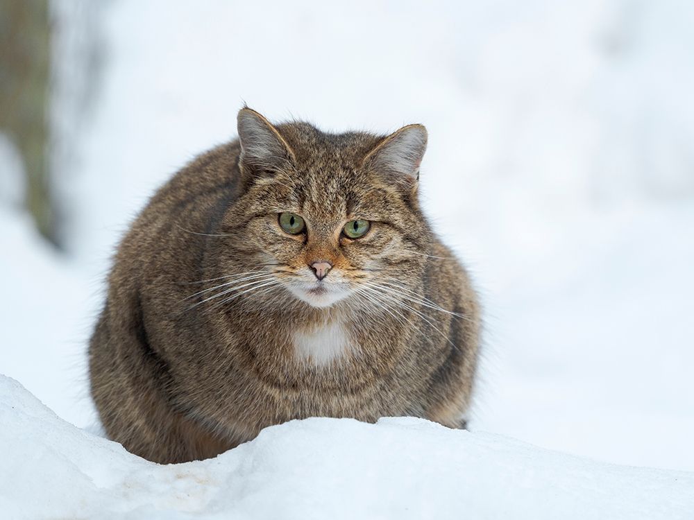 European wildcat during winter in deep snow in National Park Bavarian Forest Germany-Bavaria art print by Martin Zwick for $57.95 CAD