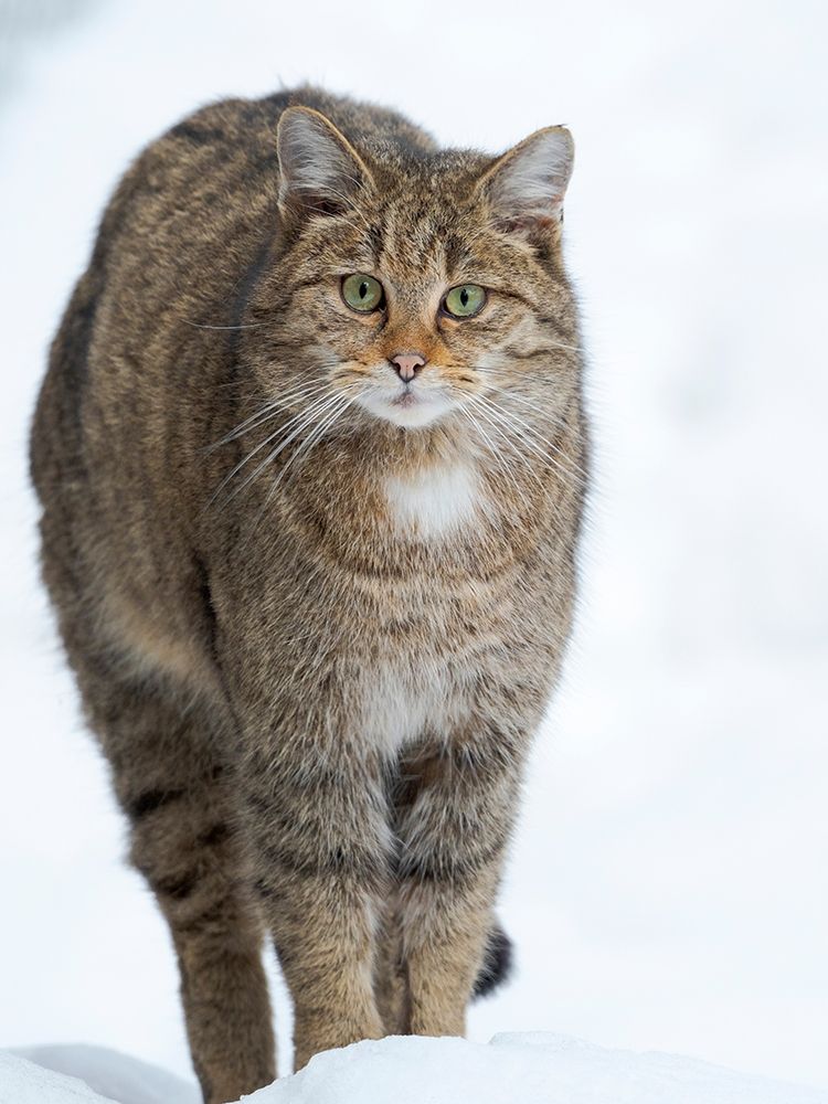 European wildcat during winter in deep snow in National Park Bavarian Forest Germany-Bavaria art print by Martin Zwick for $57.95 CAD