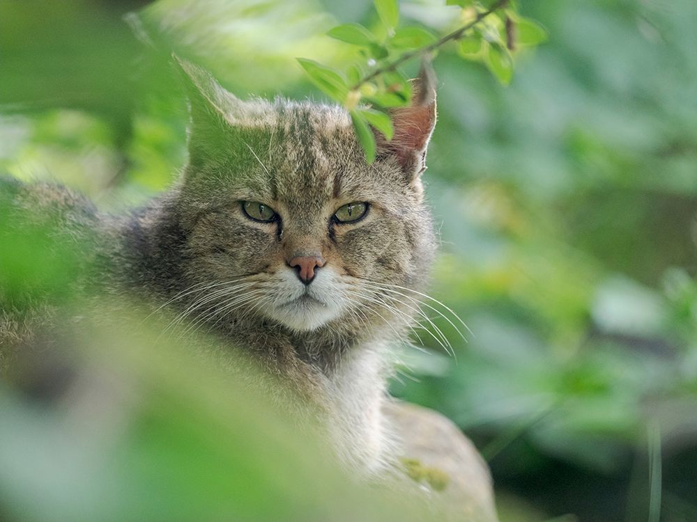 European wildcat in Wildkatzendorf Huetscheroda (wildcat village)-Hainich-Thuringia-Germany art print by Martin Zwick for $57.95 CAD