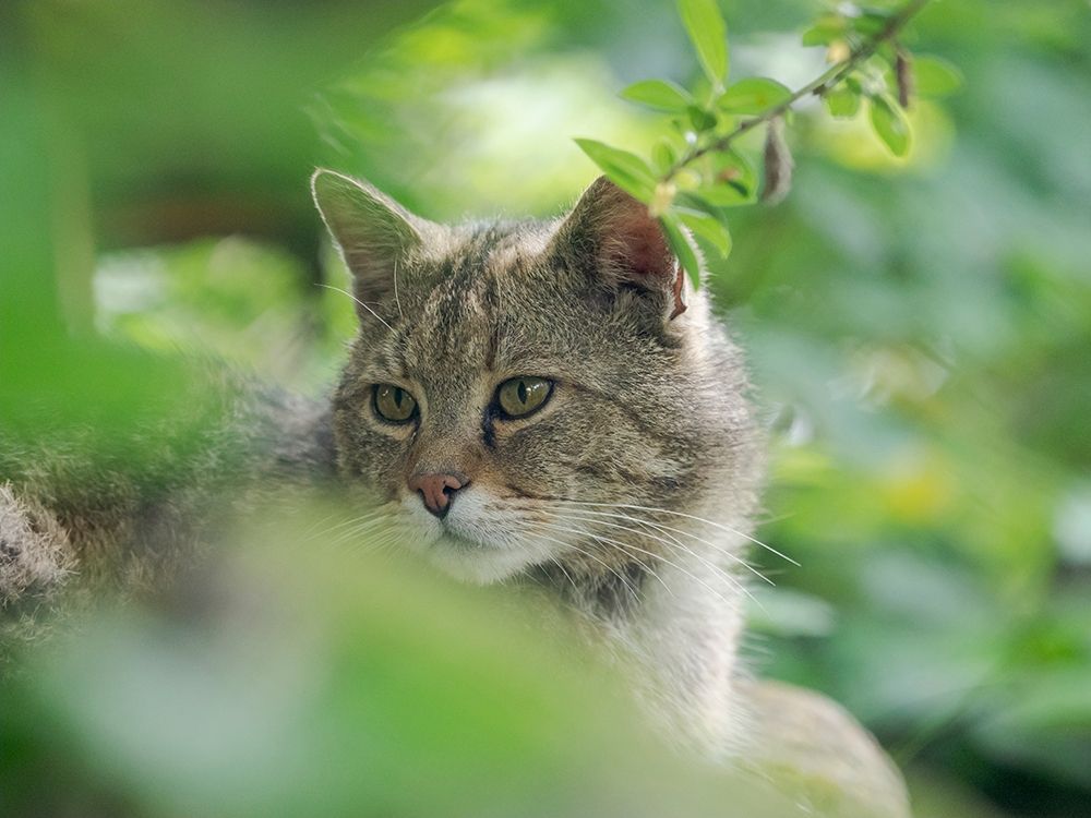 European wildcat in Wildkatzendorf Huetscheroda (wildcat village)-Hainich-Thuringia-Germany art print by Martin Zwick for $57.95 CAD