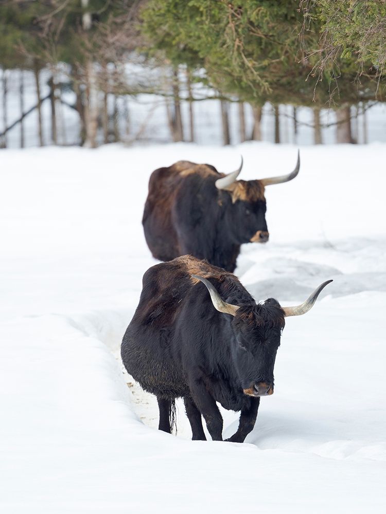Heck Cattle an attempt to breed back the extinct Aurochs from domestic cattle Germany-Bavaria art print by Martin Zwick for $57.95 CAD