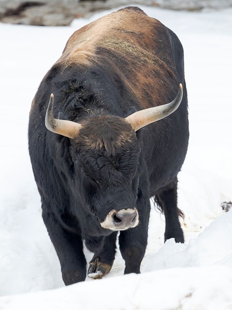 Heck Cattle -an attempt to breed back the extinct Aurochs from domestic cattle Germany-Bavaria art print by Martin Zwick for $57.95 CAD