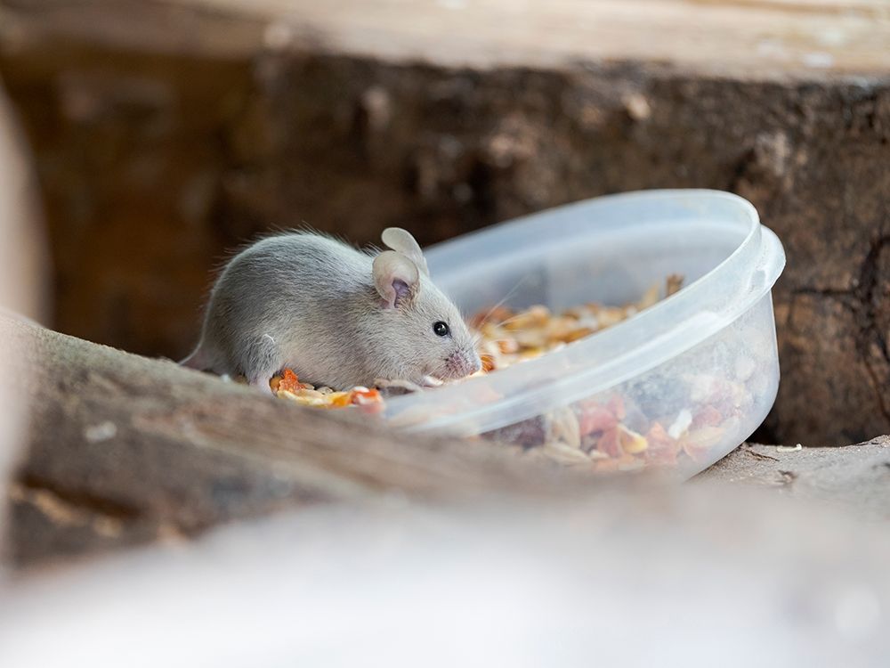 House mouse in Wildkatzendorf Huetscheroda (wildcat village)-Hainich-Thuringia-Germany art print by Martin Zwick for $57.95 CAD