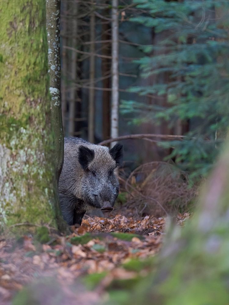 Wild boar during winter in high forest Bavarian Forest National Park Germany-Bavaria art print by Martin Zwick for $57.95 CAD