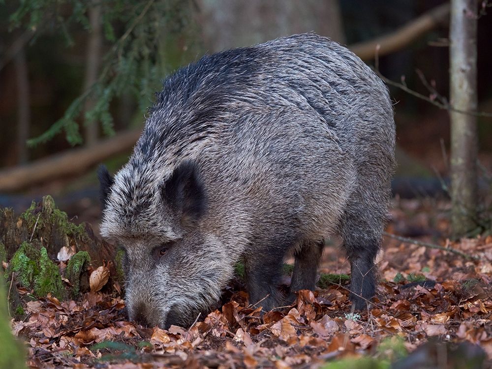 Wild boar during winter in high forest Bavarian Forest National Park Germany-Bavaria art print by Martin Zwick for $57.95 CAD