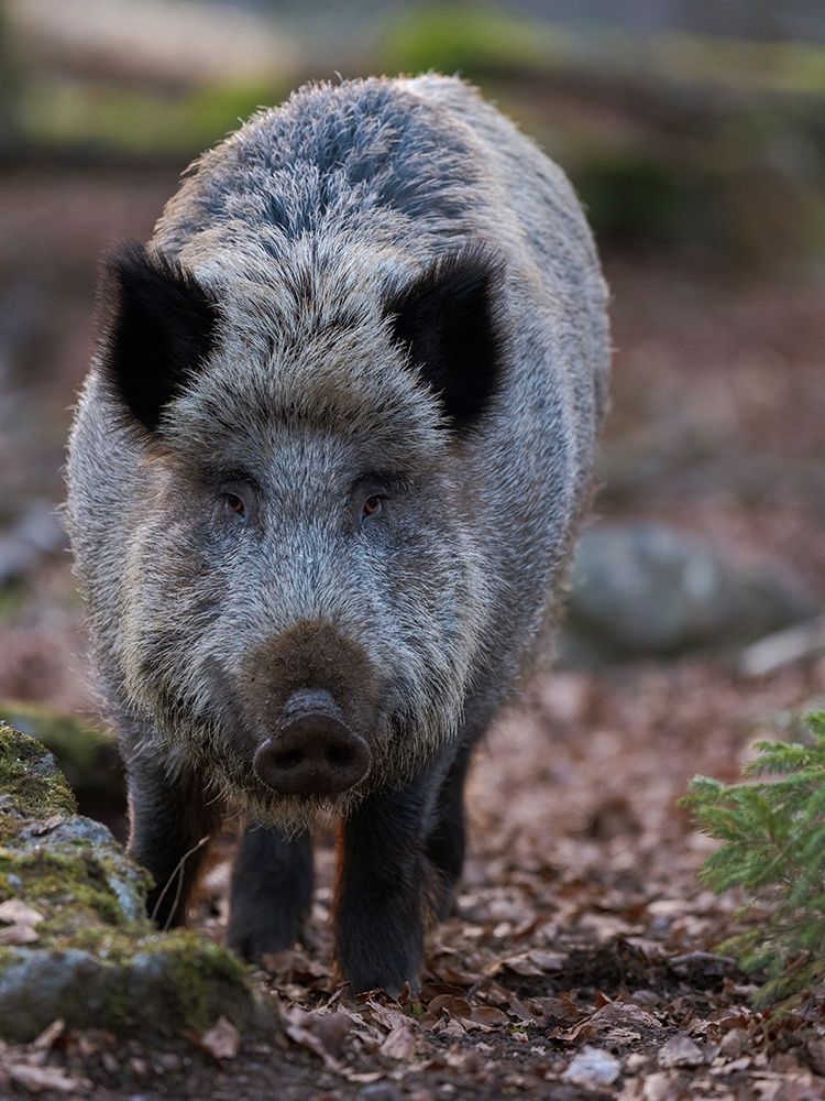 Wild boar during winter in high forest Bavarian Forest National Park Germany-Bavaria art print by Martin Zwick for $57.95 CAD