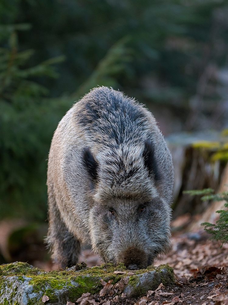Wild boar during winter in high forest Bavarian Forest National Park Germany-Bavaria art print by Martin Zwick for $57.95 CAD