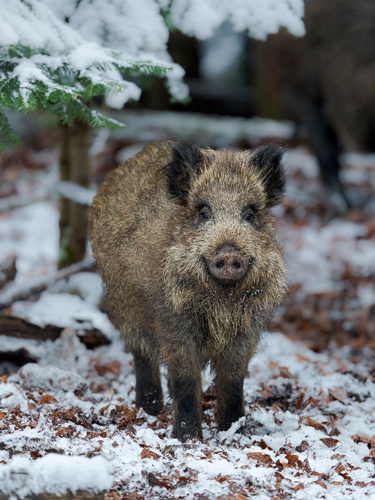 Wild boar during winter in high forest Bavarian Forest National Park Germany-Bavaria art print by Martin Zwick for $57.95 CAD
