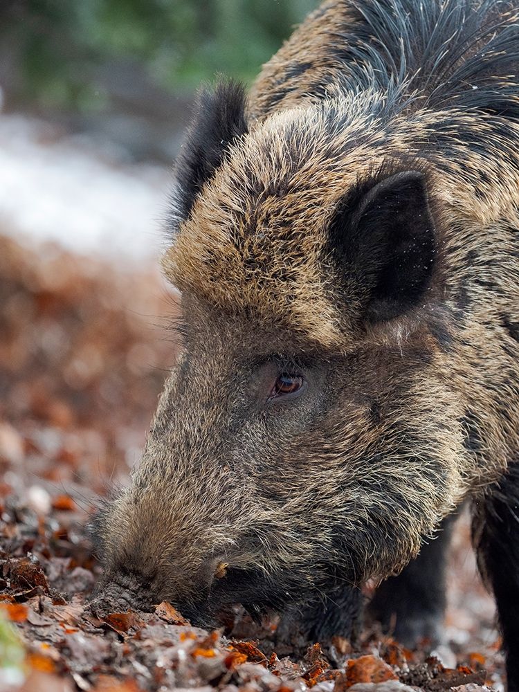 Wild boar during winter in high forest Bavarian Forest National Park Germany-Bavaria art print by Martin Zwick for $57.95 CAD