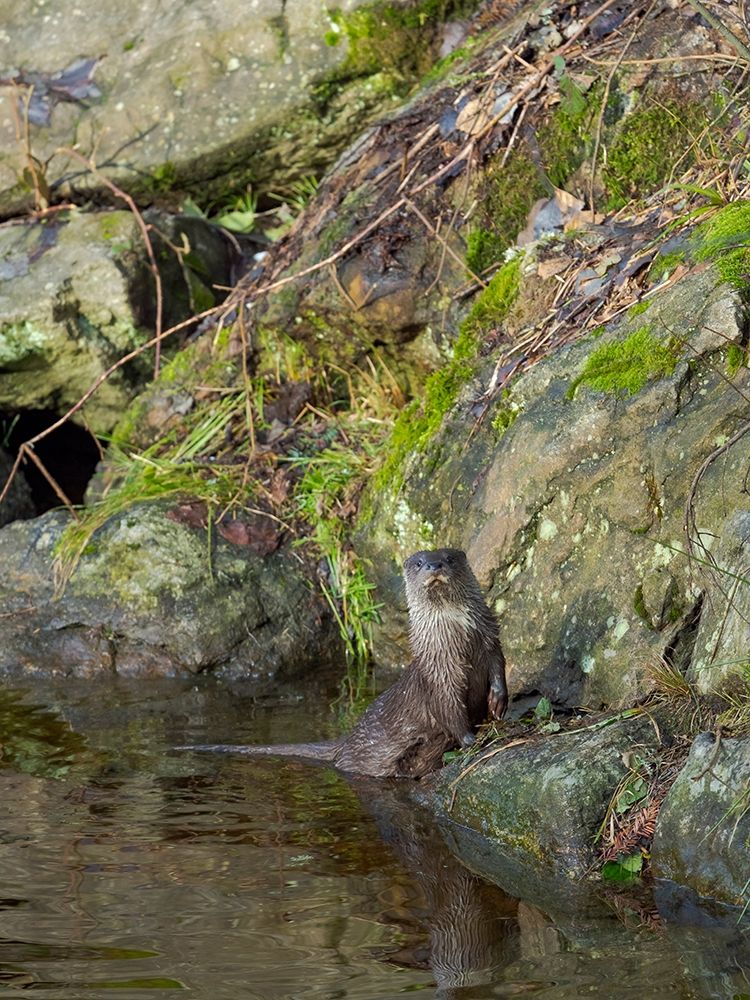 Eurasian Otter (Lutra lutra) during winter Bavarian Forest National Park Germany-Bavaria art print by Martin Zwick for $57.95 CAD