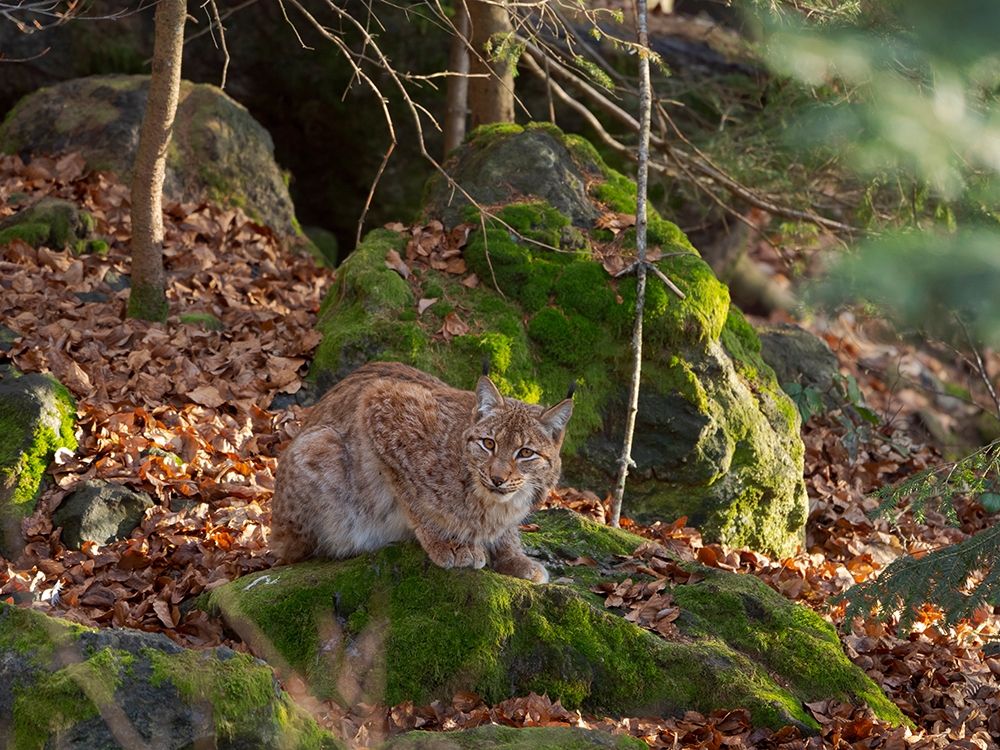 Eurasian Lynx (Lynx lynx ) during winter Bavarian Forest National Park Germany-Bavaria art print by Martin Zwick for $57.95 CAD