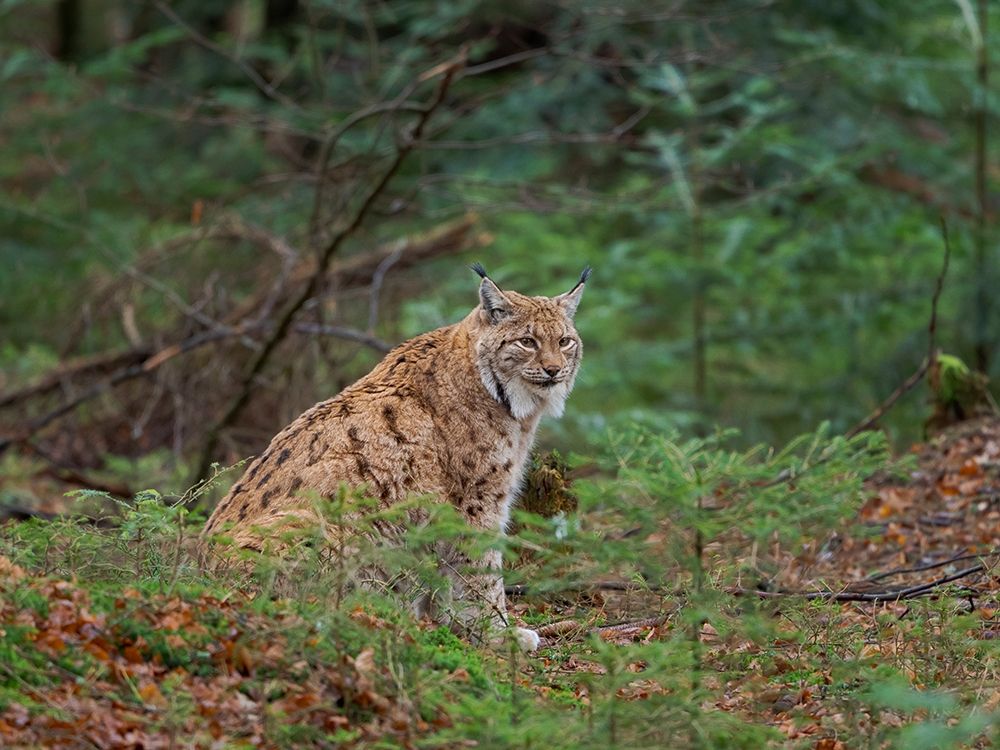 Eurasian Lynx (Lynx lynx ) during winter Bavarian Forest National Park Germany-Bavaria art print by Martin Zwick for $57.95 CAD