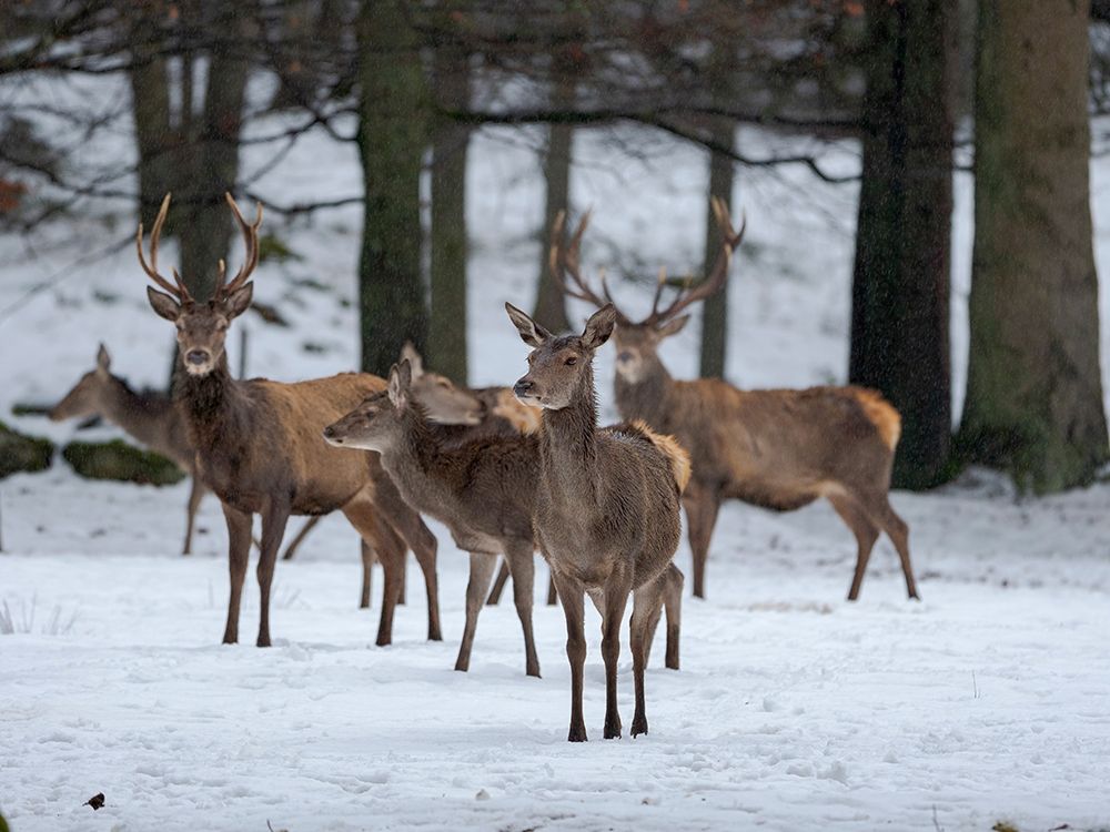 Red deer (Cervus elaphus) during winter Bavarian Forest National Park Germany-Bavaria art print by Martin Zwick for $57.95 CAD