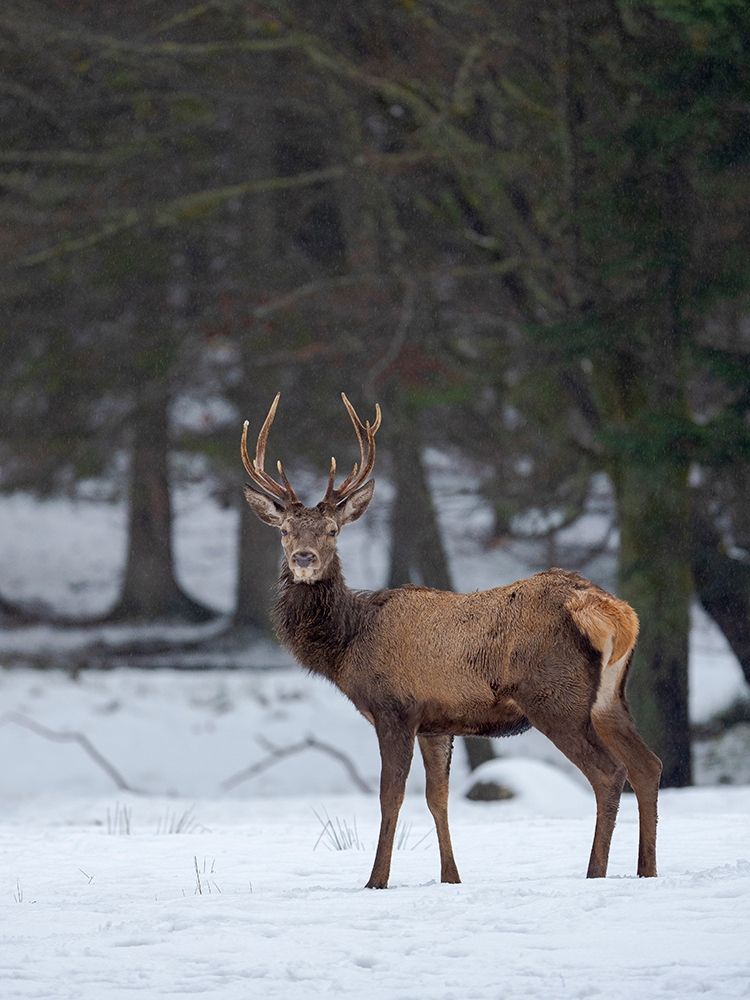 Red deer (Cervus elaphus) during winter Bavarian Forest National Park Germany-Bavaria art print by Martin Zwick for $57.95 CAD