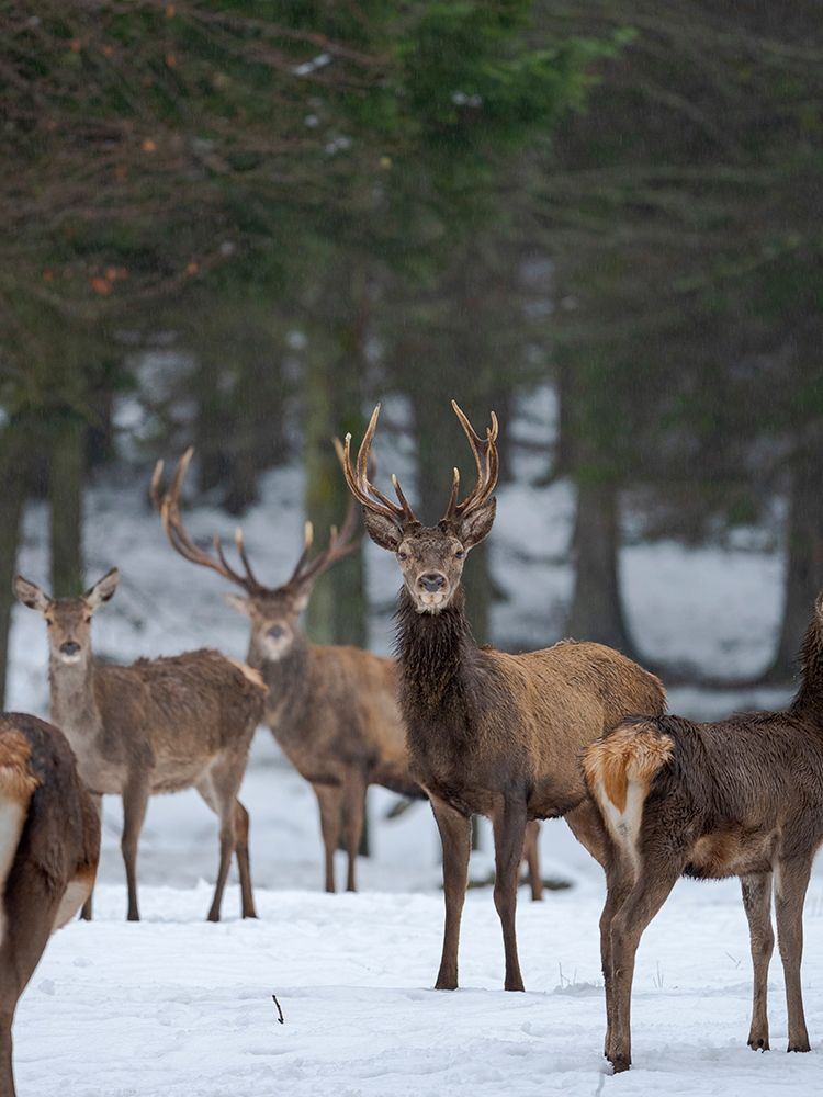 Red deer (Cervus elaphus) during winter Bavarian Forest National Park Germany-Bavaria art print by Martin Zwick for $57.95 CAD