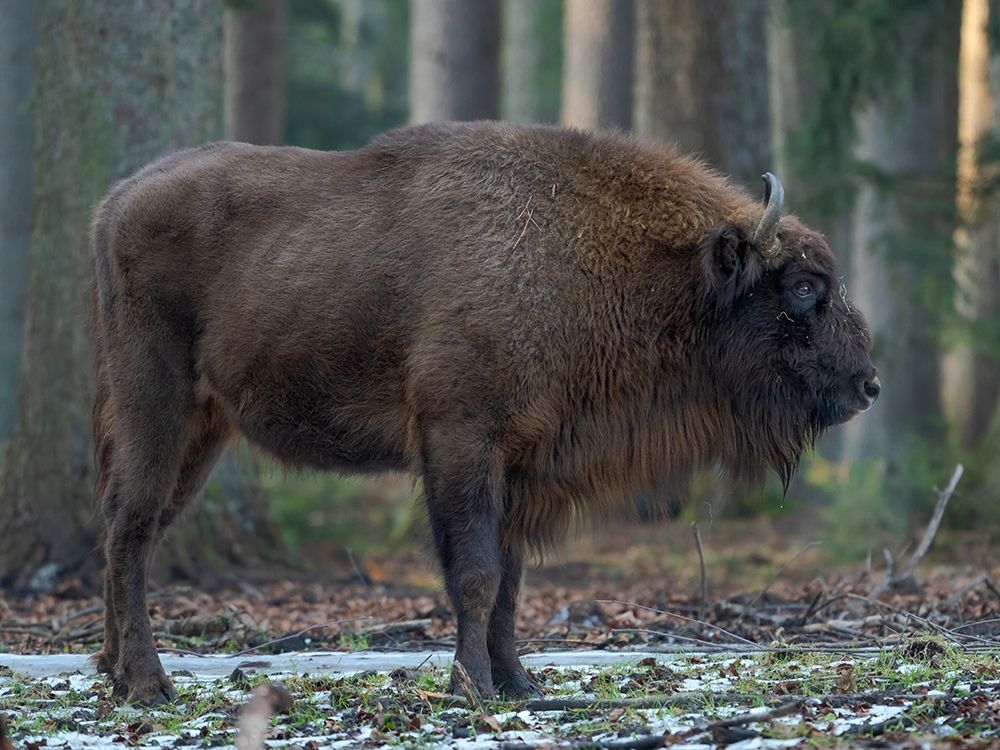 Wisent or European bison during winter Bavarian Forest National Park Germany-Bavaria art print by Martin Zwick for $57.95 CAD