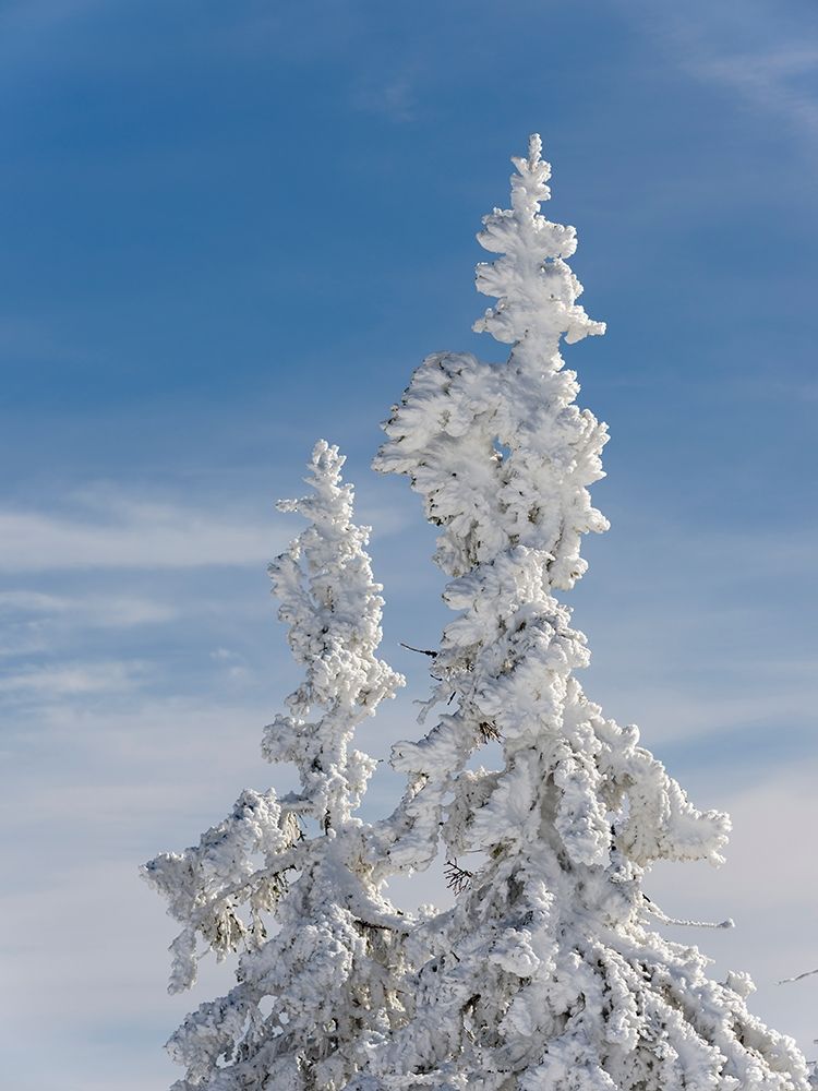 Snow-covered trees at the peak of Mount Lusen Central Germany-Bavaria art print by Martin Zwick for $57.95 CAD