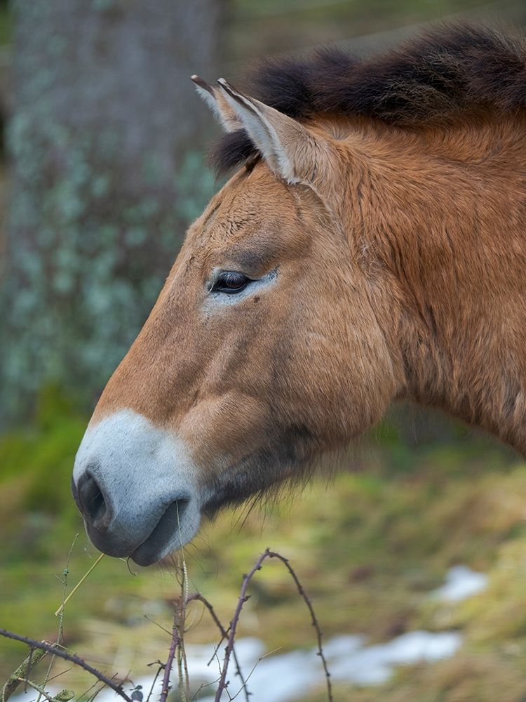 Przewalski s horse or Dzungarian horse of the National Park Bavarian Forest art print by Martin Zwick for $57.95 CAD