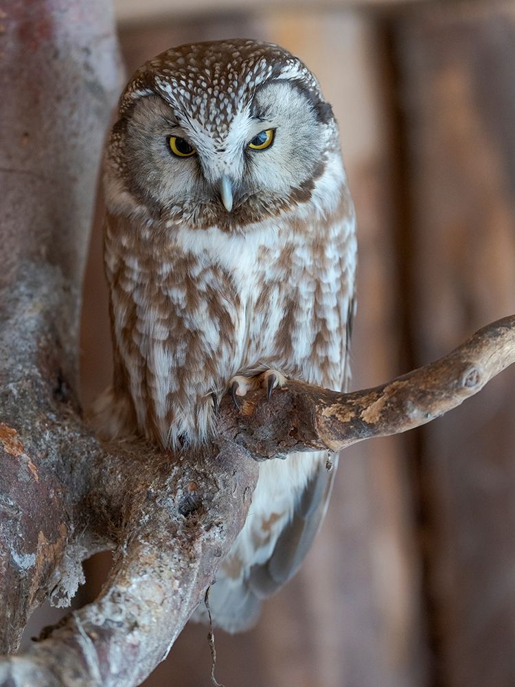 Boreal owl (Aegolius funereus) Enclosure area of the National Park Bavarian Forest art print by Martin Zwick for $57.95 CAD