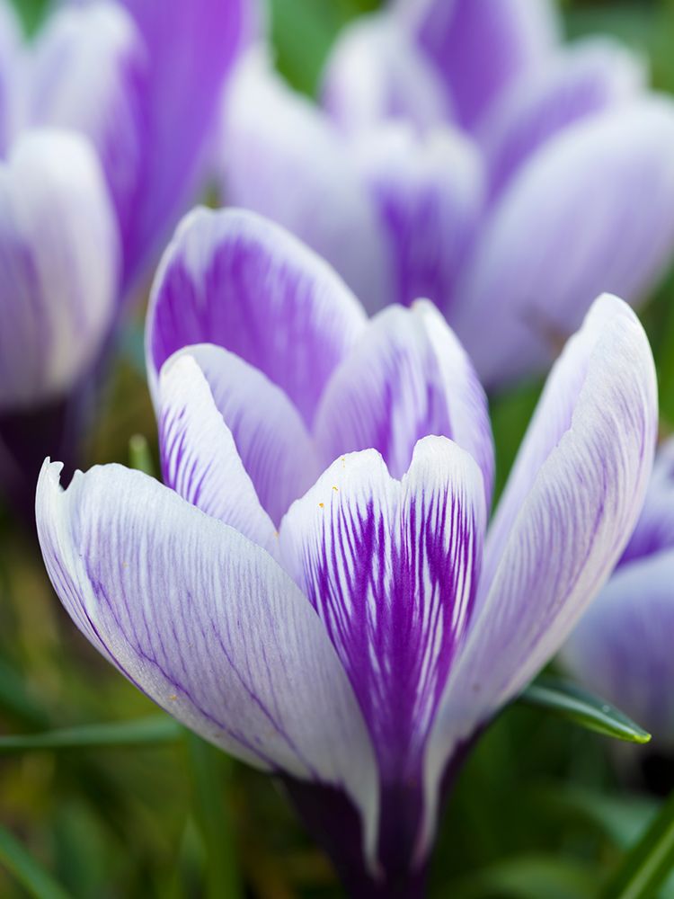 Crocus- variety Pickwick- Germany art print by Martin Zwick for $57.95 CAD