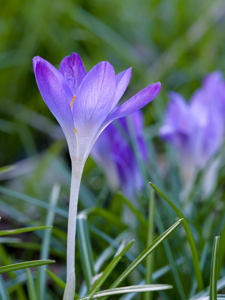 Woodland crocus- Crocus tommasinianus. Germany art print by Martin Zwick for $57.95 CAD