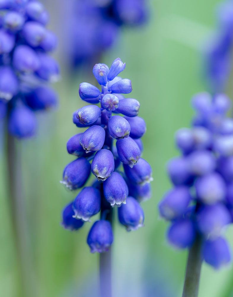 Armenian grape hyacinth. Germany art print by Martin Zwick for $57.95 CAD