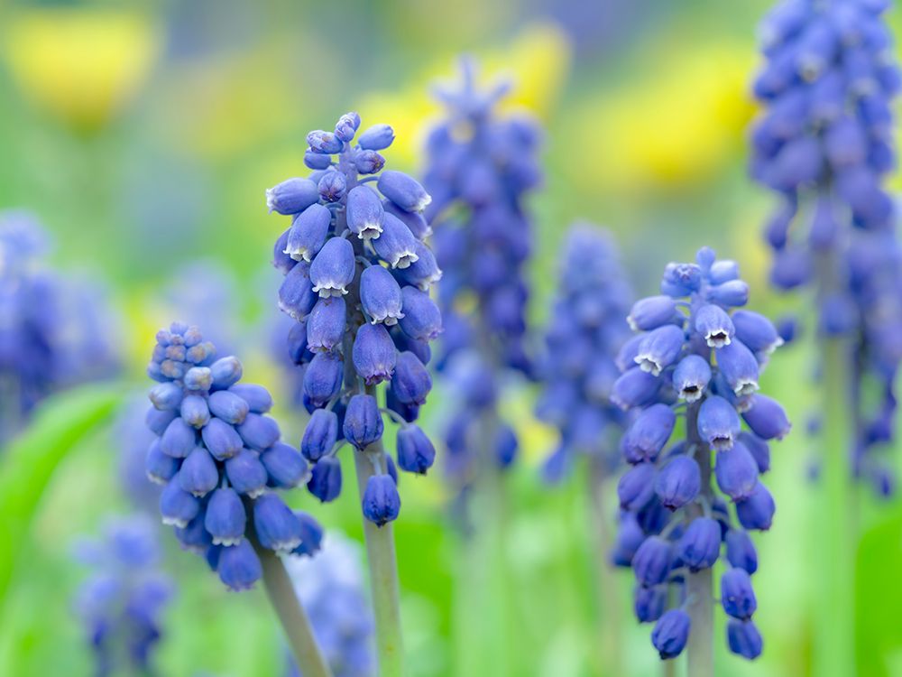 Armenian grape hyacinth. Germany art print by Martin Zwick for $57.95 CAD