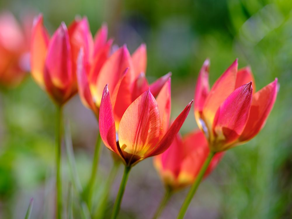 Tulip (Tulipa) variety Little Princess. Germany art print by Martin Zwick for $57.95 CAD