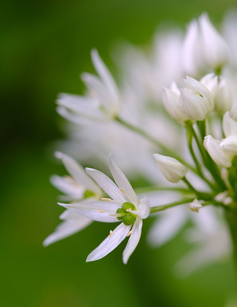 Wild garlic. Germany art print by Martin Zwick for $57.95 CAD