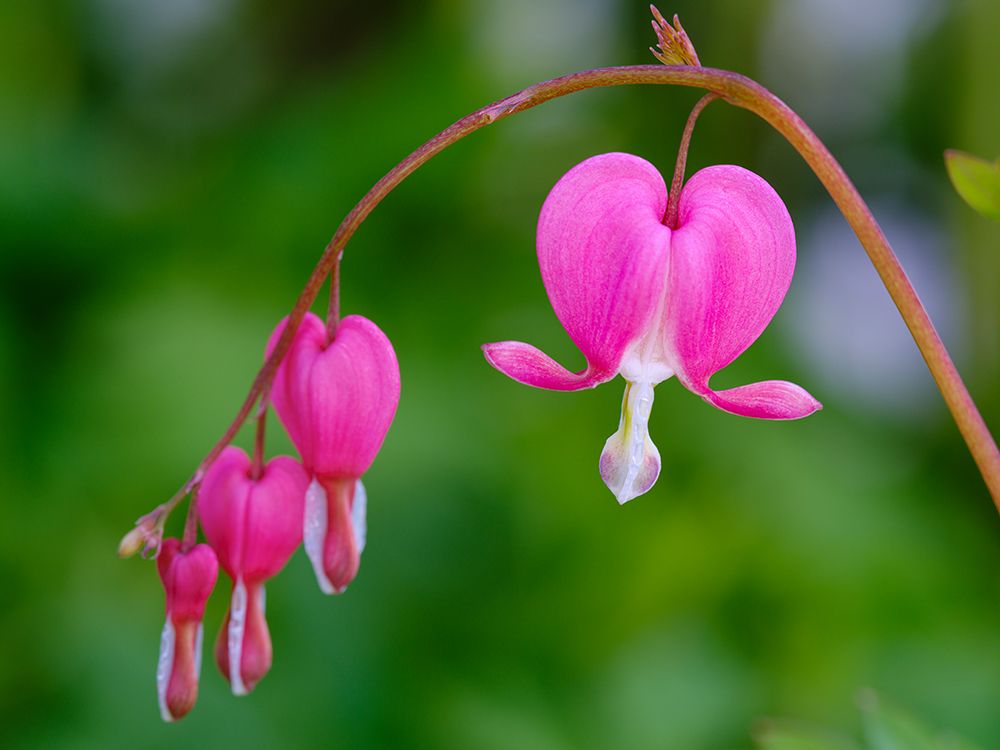 Bleeding heart (Lamprocapnos spectabilis). Germany art print by Martin Zwick for $57.95 CAD
