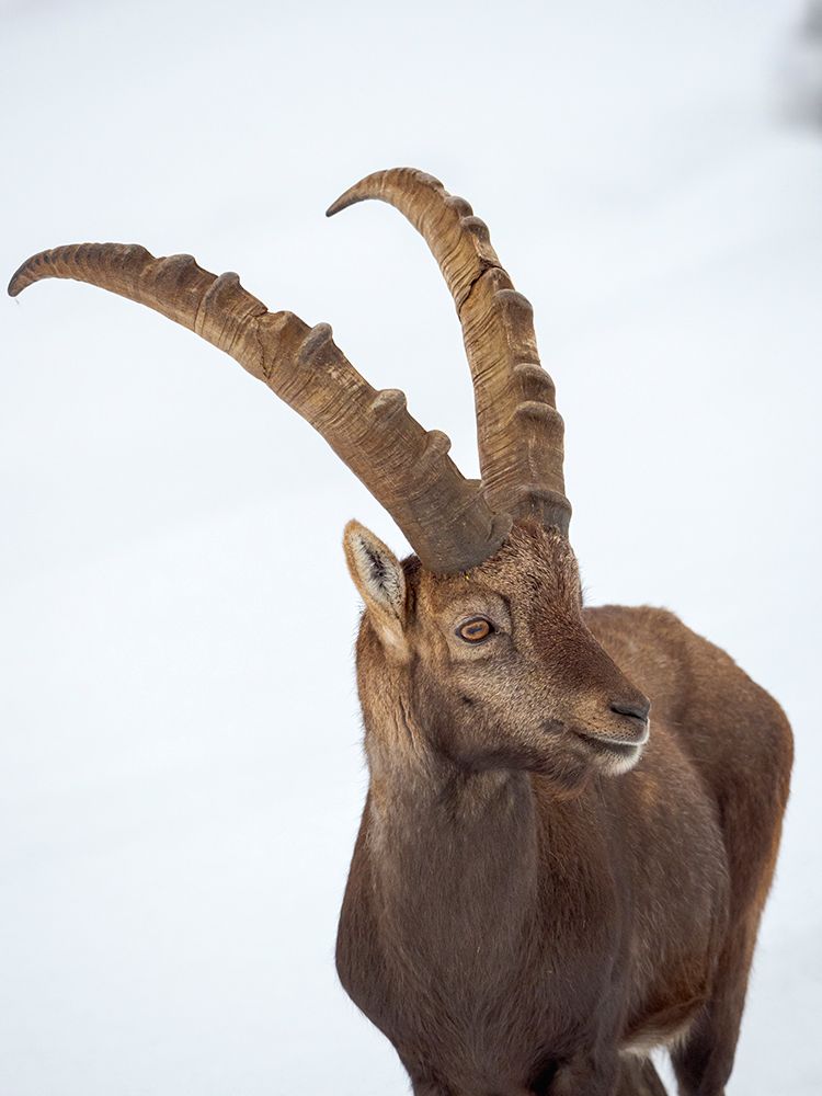 Alpine Ibex in fresh deep snow- Alpenwildpark (alpine game park) Obermaiselstein. Germany- Bavaria art print by Martin Zwick for $57.95 CAD