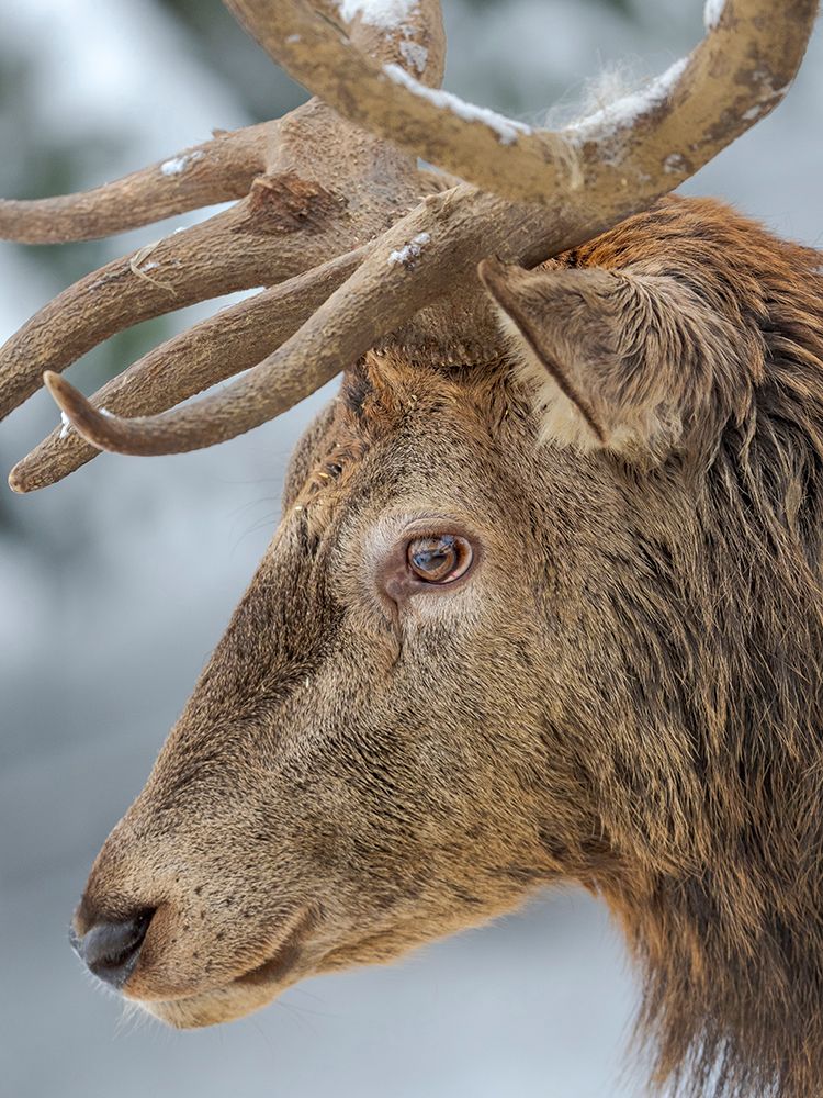 Male or stag- Red Deer in snow- Alpenwildpark Obermaiselstein art print by Martin Zwick for $57.95 CAD