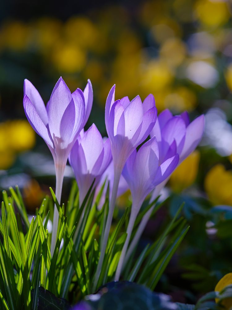 Woodland crocus in the background winter aconite, Germany. art print by Martin Zwick for $57.95 CAD