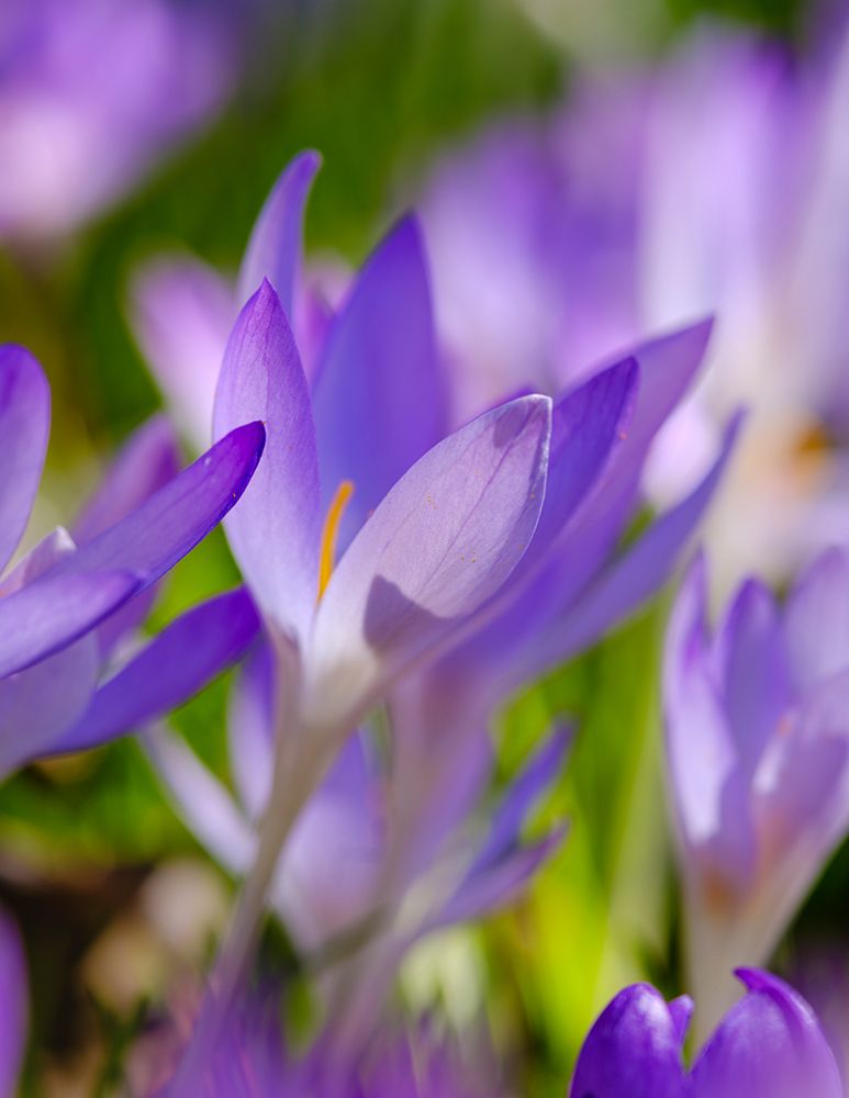 Woodland crocus, Germany. art print by Martin Zwick for $57.95 CAD