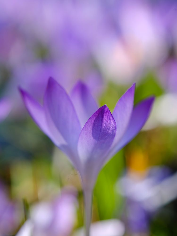 Woodland crocus, Germany. art print by Martin Zwick for $57.95 CAD