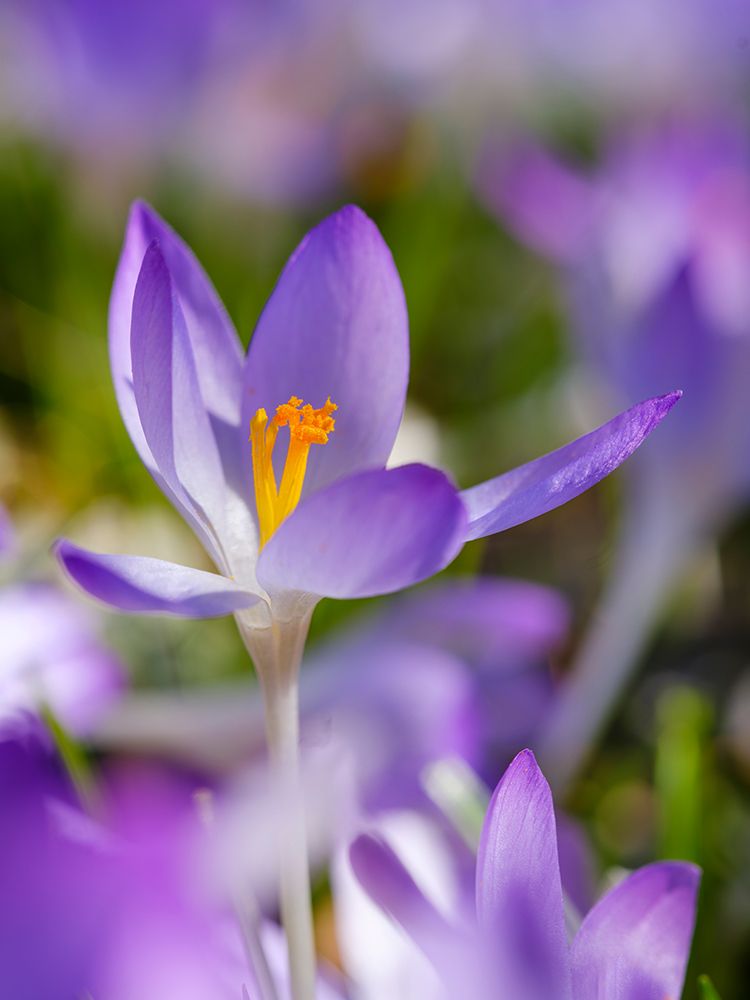 Woodland crocus, Germany. art print by Martin Zwick for $57.95 CAD