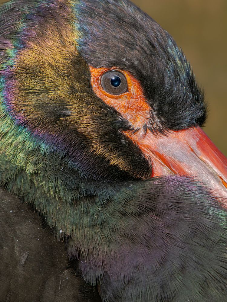 Black Stork. Hellabrunn Zoo in Munich, Germany, Bavaria art print by Martin Zwick for $57.95 CAD