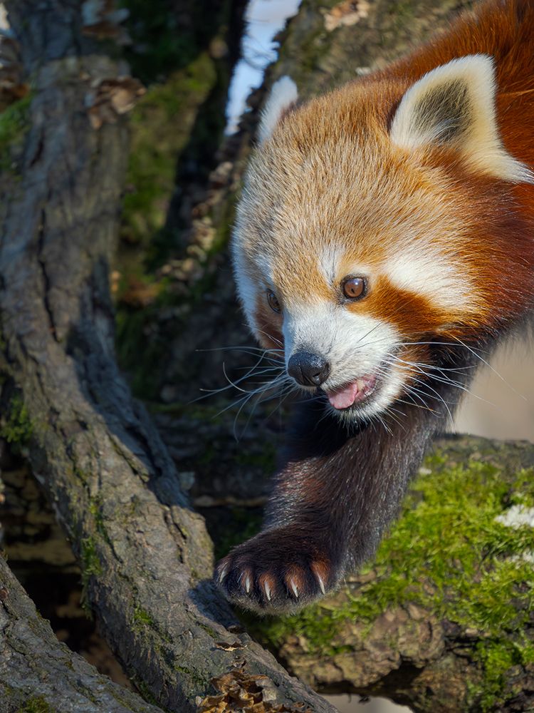 Red Panda or Lesser Panda climbing in a tree in Hellabrunn Zoo in Munich. Germany, Munich art print by Martin Zwick for $57.95 CAD