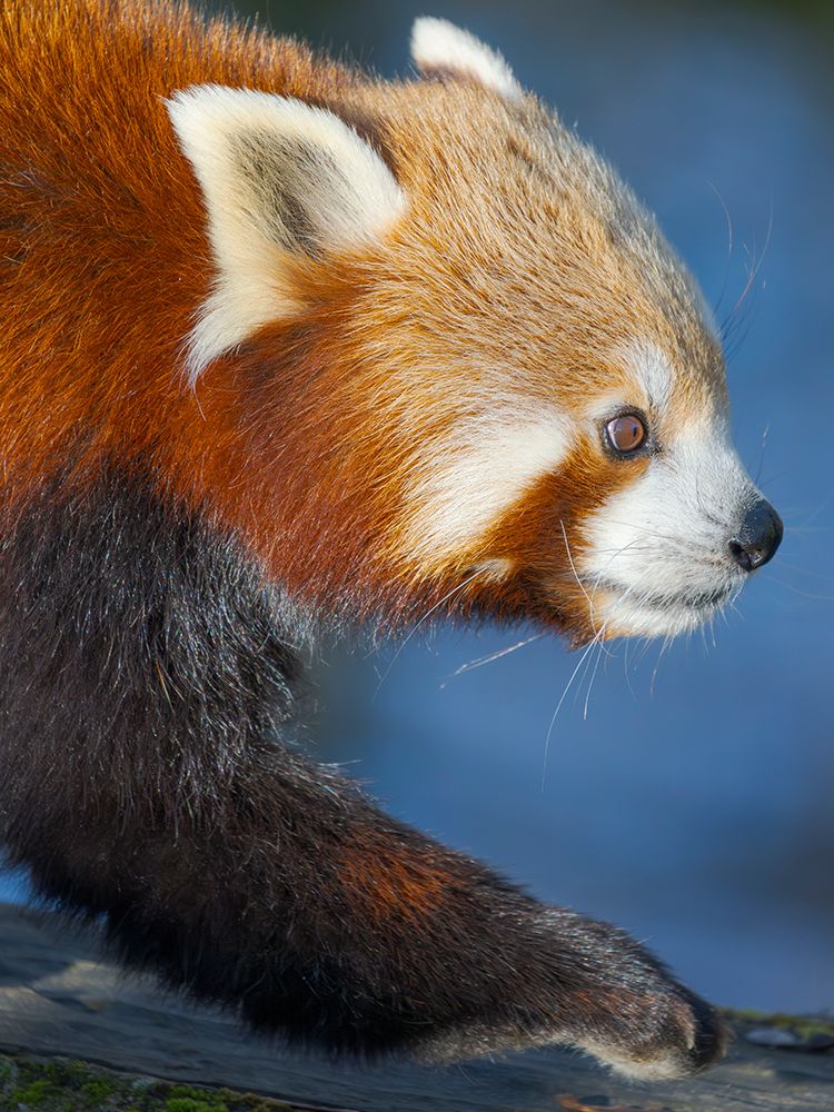 Red Panda or Lesser Panda in Hellabrunn Zoo in Munich. Germany, Munich art print by Martin Zwick for $57.95 CAD