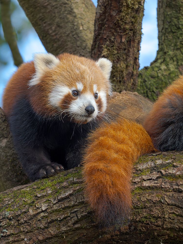 Red Panda or Lesser Panda in Hellabrunn Zoo in Munich. Germany, Munich art print by Martin Zwick for $57.95 CAD