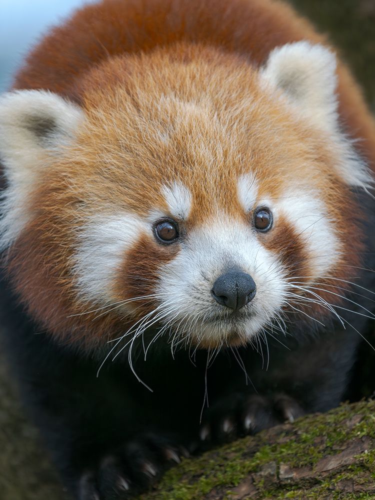 Red Panda or Lesser Panda in Hellabrunn Zoo in Munich. Germany, Munich art print by Martin Zwick for $57.95 CAD
